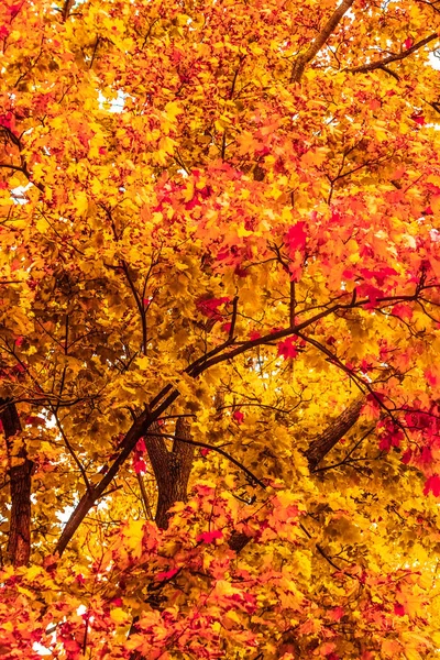 Hermoso paisaje de otoño de fondo, escena de la naturaleza vintage en f —  Fotos de Stock