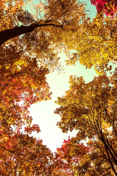 Mooie herfst landschap achtergrond, vintage natuur scène in f — Stockfoto