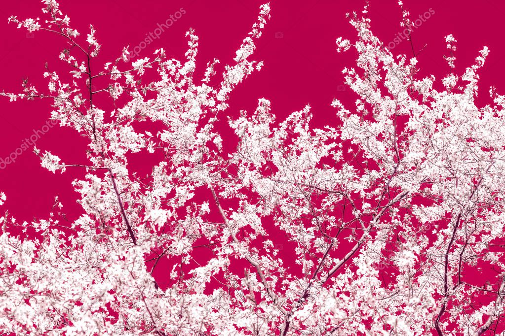 Floral abstract art on maroon background, vintage cherry flowers
