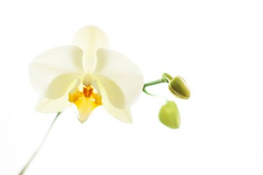 Çiçek açan orkide, soyut çiçek arkaplanı