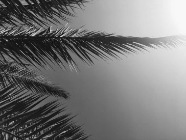 Palmiye yaprakları ve gökyüzü, yaz yolculuğu arka planı