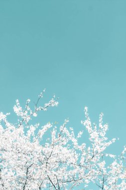 Turkuaz arka plan, vintage kiraz akışı çiçek soyut sanat