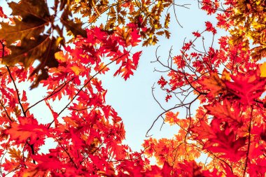 Güzel sonbahar manzara arka plan, f vintage doğa sahnesi