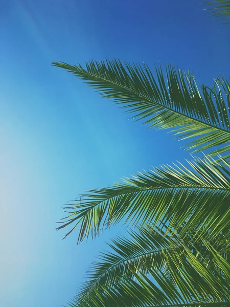 Hojas de palmera y el cielo, fondo de viaje de verano — Foto de Stock