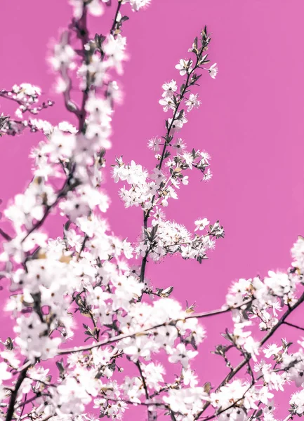 Blumen abstrakte Kunst auf rosa Hintergrund, vintage Kirschblüten i — Stockfoto