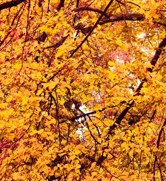 Hermoso paisaje de otoño de fondo, escena de la naturaleza vintage en f —  Fotos de Stock