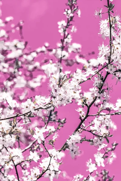 Floral abstract art on pink background, vintage cherry flowers i — Stock Photo, Image