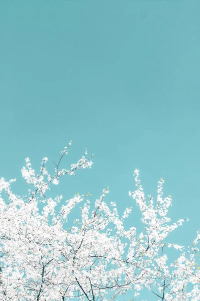 Turkuaz arka plan, vintage kiraz akışı çiçek soyut sanat