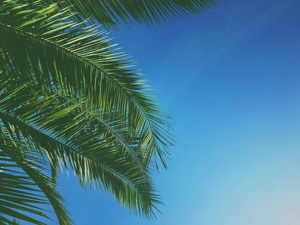 Palmiye yaprakları ve gökyüzü, yaz yolculuğu arka planı