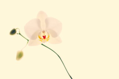 Çiçek açan orkide, soyut çiçek arkaplanı