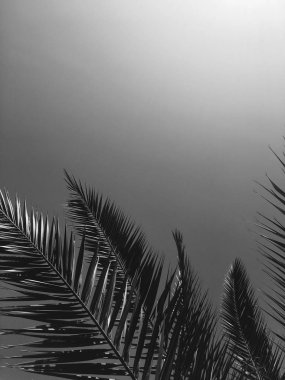 Palmiye yaprakları ve gökyüzü, yaz yolculuğu arka planı