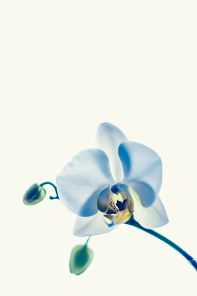 Orchidee bloem in bloei, abstracte bloem kunst achtergrond — Stockfoto