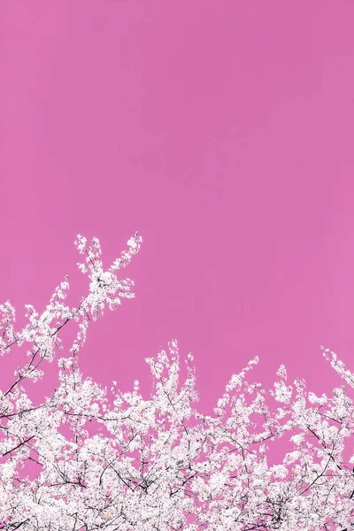 Blumen abstrakte Kunst auf rosa Hintergrund, vintage Kirschblüten i — Stockfoto