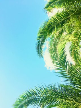 Palmiye yaprakları ve gökyüzü, yaz yolculuğu arka planı