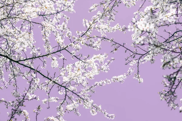 Floral abstract art on purple background, vintage cherry flowers — Stock Photo, Image