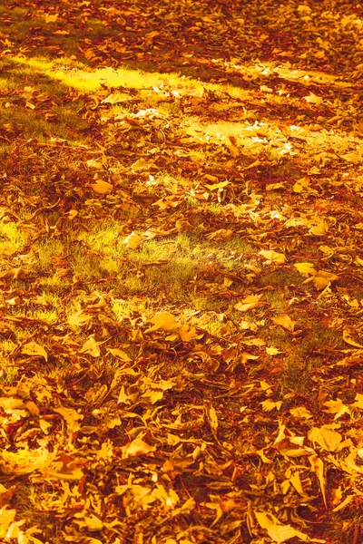 Прекрасний осінній пейзажний фон, старовинна сцена природи в f — стокове фото