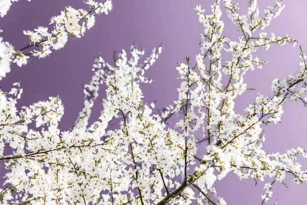 Blommig abstrakt konst på lila bakgrund, Vintage körsbärsblommor — Stockfoto