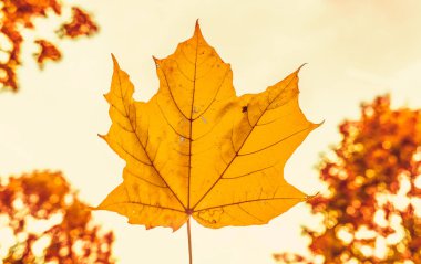 Güzel sonbahar manzara arka plan, f vintage doğa sahnesi