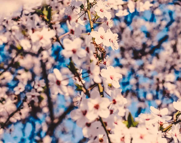 Vintage Cherry bloemen in bloei bij zonsopgang als natuur achtergrond — Stockfoto