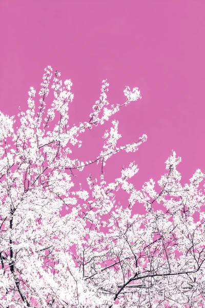 Blumen abstrakte Kunst auf rosa Hintergrund, vintage Kirschblüten i — Stockfoto