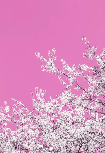 Blumen abstrakte Kunst auf rosa Hintergrund, vintage Kirschblüten i — Stockfoto