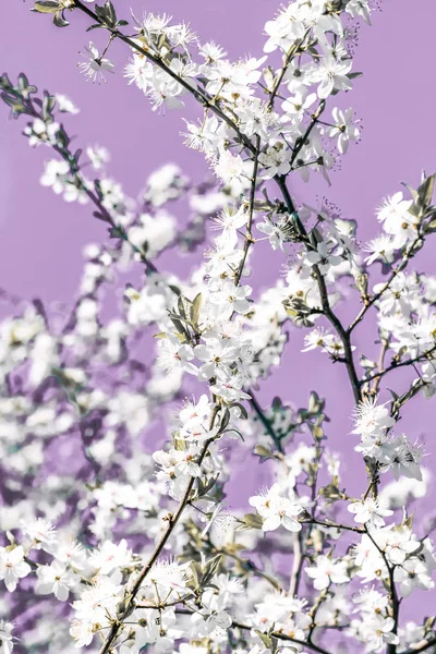 Blumen abstrakte Kunst auf lila Hintergrund, vintage Kirschblüten — Stockfoto