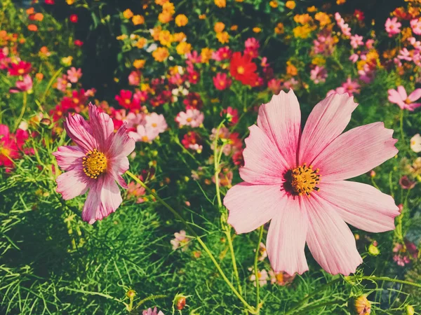 Daisy flowers in sunny garden