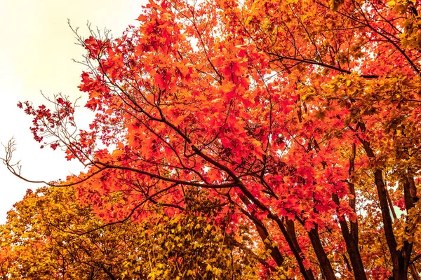 Hermoso paisaje de otoño de fondo, escena de la naturaleza vintage en f —  Fotos de Stock