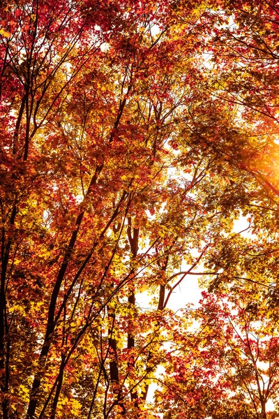 Mooie herfst landschap achtergrond, vintage natuur scène in f — Stockfoto