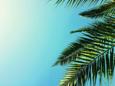 Palmiye yaprakları ve gökyüzü, yaz yolculuğu arka planı