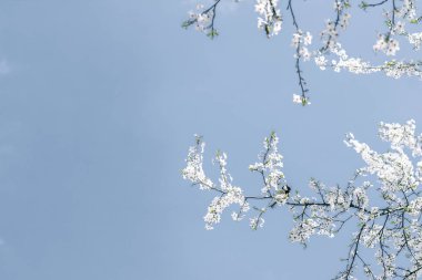 Mavi arka plan çiçek soyut sanat, vintage kiraz çiçekleri i