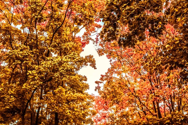 Schöne Herbstlandschaft Hintergrund, Vintage-Natur-Szene in f — Stockfoto