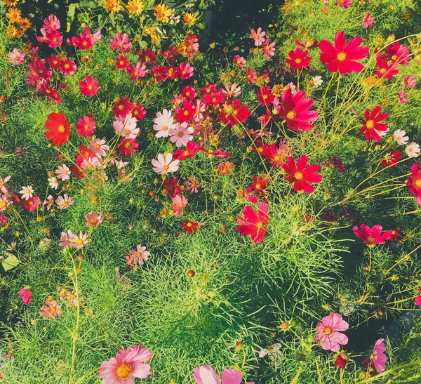 Daisy flowers in sunny garden