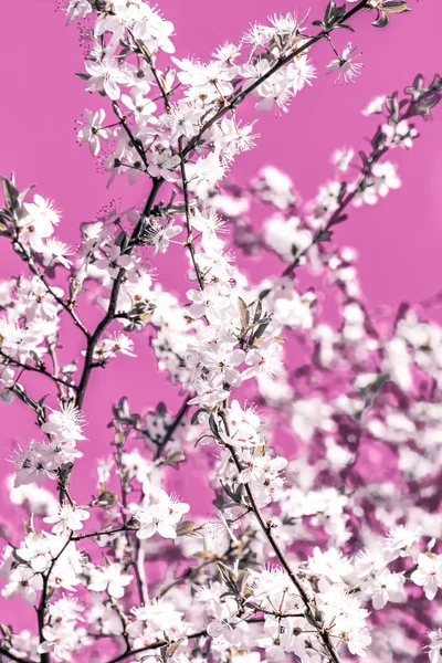 Floral arte abstrata sobre fundo rosa, flores de cereja vintage i — Fotografia de Stock