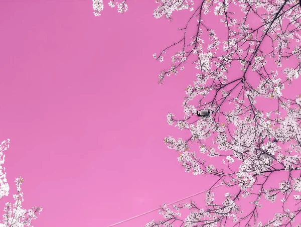 Blumen abstrakte Kunst auf rosa Hintergrund, vintage Kirschblüten i — Stockfoto