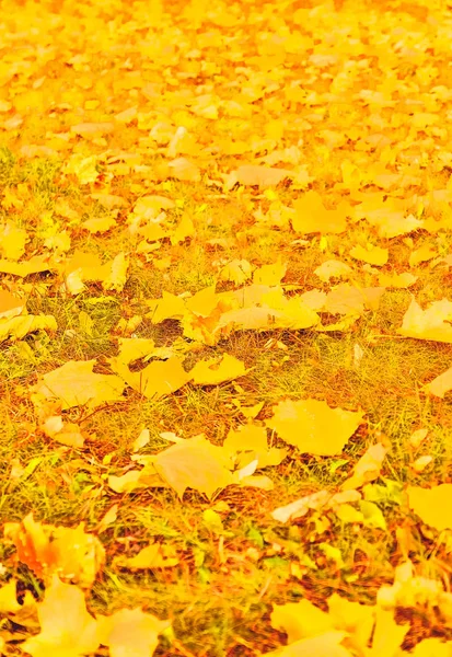 아름 다운 가을 풍경 배경, 빈티지 자연 장면에서 f — 스톡 사진