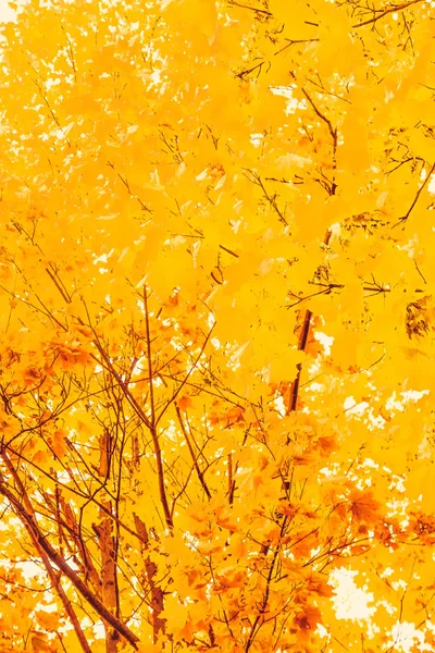 아름 다운 가을 풍경 배경, 빈티지 자연 장면에서 f — 스톡 사진