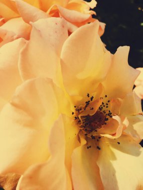 Gün batımında harika çiçek açan gül çiçeği, çiçek güzelliği backgrou