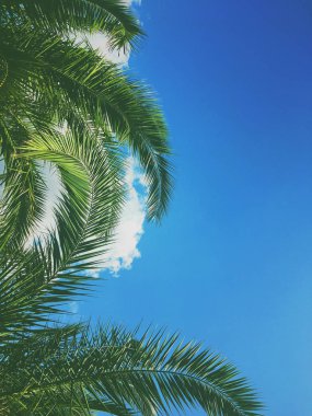 Palmiye yaprakları ve gökyüzü, yaz yolculuğu arka planı
