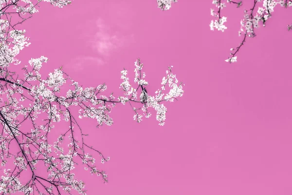 Blumen abstrakte Kunst auf rosa Hintergrund, vintage Kirschblüten i — Stockfoto