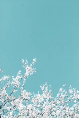 Turkuaz arka plan, vintage kiraz akışı çiçek soyut sanat