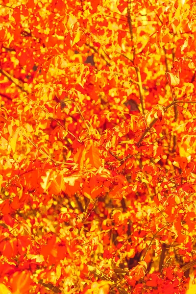 Schöne Herbstlandschaft Hintergrund, Vintage-Natur-Szene in f — Stockfoto