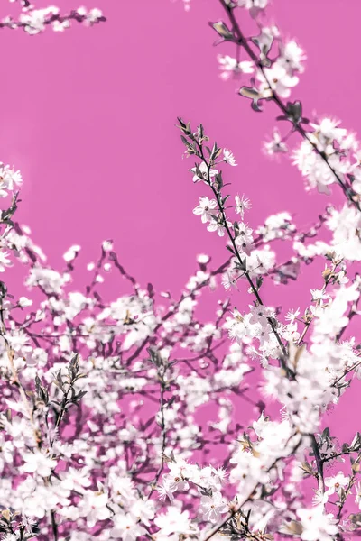 Квіткове абстрактне мистецтво на рожевому тлі, вінтажні вишневі квіти — стокове фото