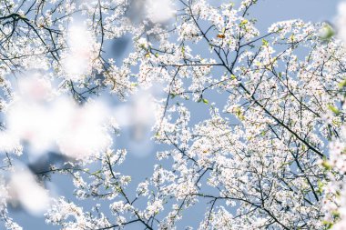 Mavi arka plan çiçek soyut sanat, vintage kiraz çiçekleri i