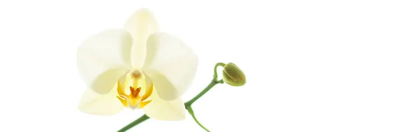 Flor de orquídea em flor, fundo de arte floral abstrato — Fotografia de Stock