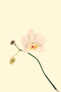 Çiçek açan orkide, soyut çiçek arkaplanı