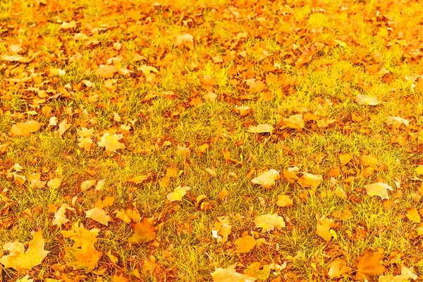Gyönyörű őszi táj háttér, évjárat természet jelenet f — Stock Fotó