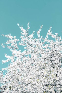 Turkuaz arka plan, vintage kiraz akışı çiçek soyut sanat