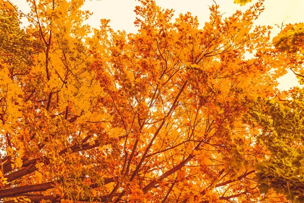 Beau fond de paysage d'automne, scène de nature vintage en f — Photo