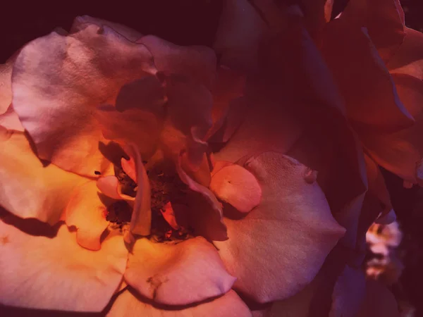 Splendido fiore di rosa fiorito al tramonto, backgrou bellezza floreale — Foto Stock
